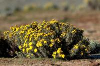 ETHIOPIA FLORA