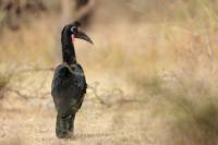 Bucorvus abyssinicus