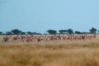 East African oryx