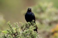 Lamprotornis purpuroptera