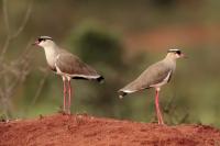 Vanellus coronatus