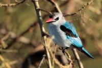 Halcyon senegalensis