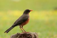 Turdus abyssinicus