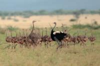 ETHIOPIA FAUNA