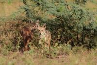 African golden wolf