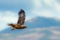 Aquila nipalensis