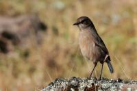 Pinarochroa sordida