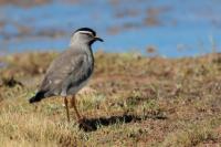 Vanellus melanocephalus