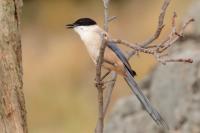 Cyanopica cyanus