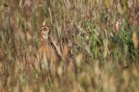 Coturnix coturnix