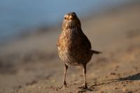 Turdus merula