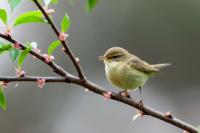 Phylloscopus trochilus