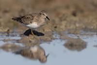 Calidris temminckii 