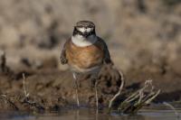 Charadrius leschenaultii