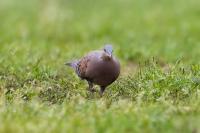 Streptopelia orientalis