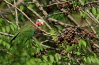 Amazona leucocephala