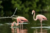 Phoenicopterus ruber