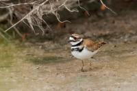 Charadrius vociferus