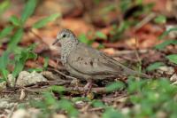 Columbina passerina