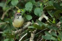 Torreornis inexpectata