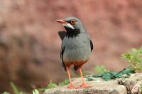 Turdus plumbeus