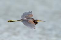 Egretta tricolor