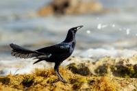 Mexico FAUNA