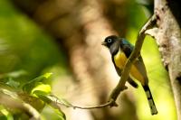 Trogon melanocephalus