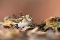 Calidris minuta