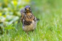 Turdus pilaris