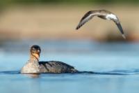 Mergus merganser