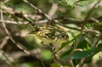 Vireo nanus