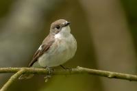 Ficedula hypoleuca