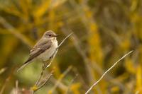 Muscicapa striata