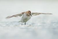 Calidris alpina