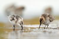 Calidris alba