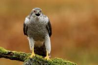 Accipiter gentilis