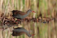 Rallus aquaticus