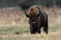 European bison