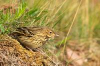 Anthus pratensis