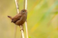 Troglodytes troglodytes