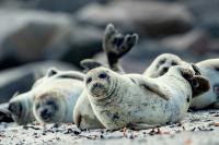 Harbor seal