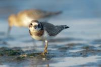 Charadrius hiaticula