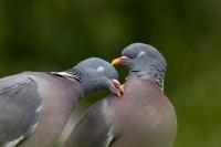 Columba palumbus