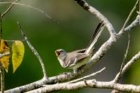 Mimus polyglottos