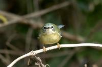 Setophaga caerulescens