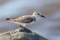 Calidris pusilla      