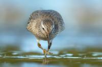 Calidris canutus