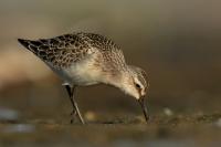 Calidris ferruginea