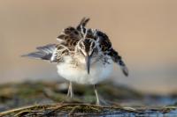 Calidris falcinellus